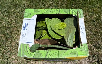 Fresh cactus leaves. Please read description