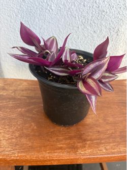 Quart Size Inch Plant