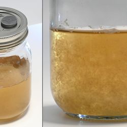 Mushroom Liquid Culture