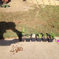 Dragon Fruit And Succulents