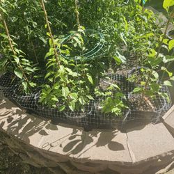 Kiwiberries 6 Varieties + Males