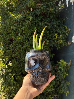 Halloween theme potted Aloe Vera and Snake plant