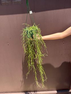 6” hoya linearis XXl