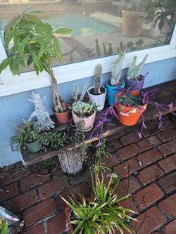 Plants, succulents,cactus