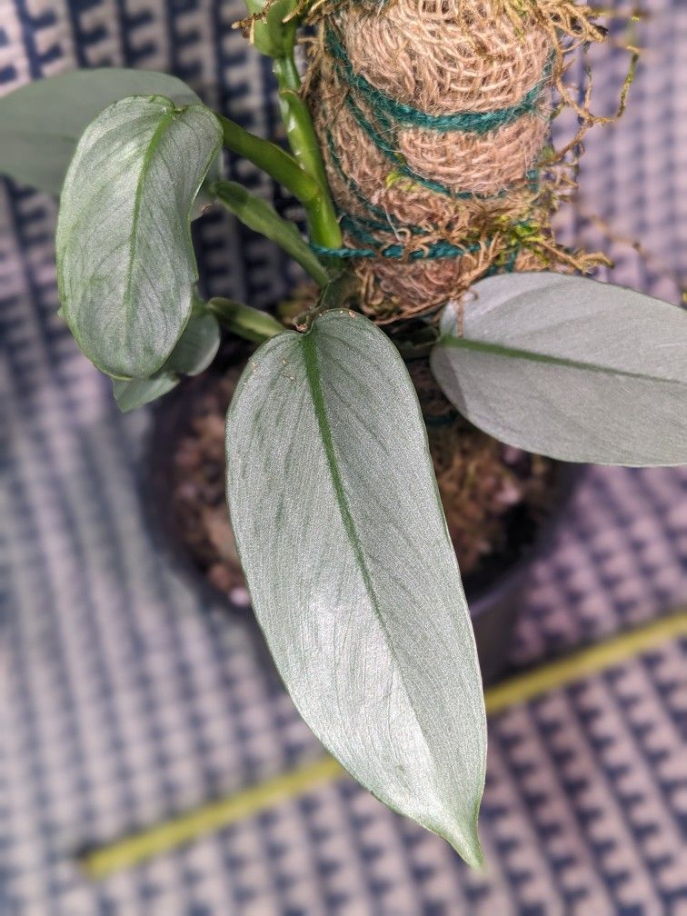 Philodendron Silver Sword On Handmade Moss pole