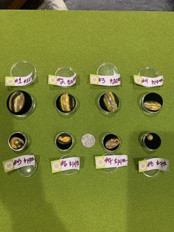 Selection of Dyed cabascon mineral specimen. Thumb stone (energy stones). Tiger eye worry stone.