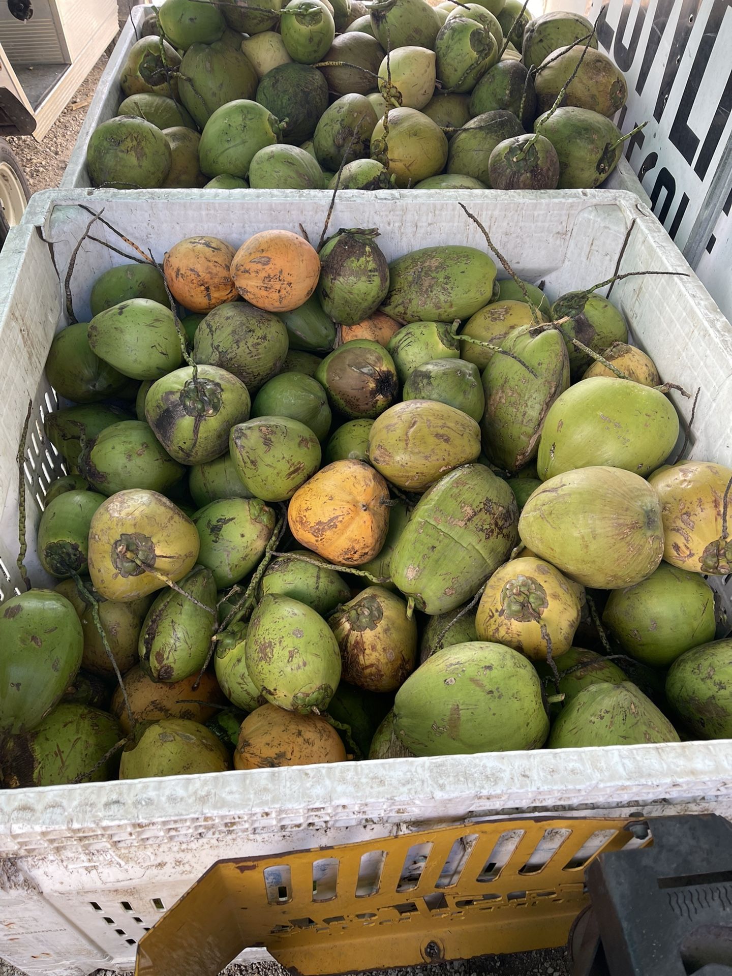 Cocos (coconuts )