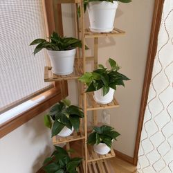 Live Healthy Golden Pothos Money Plants In 6” Pot