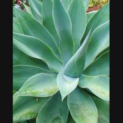 Foxtail Agave (Agave Attenuata) 🦊 🪴 Plants