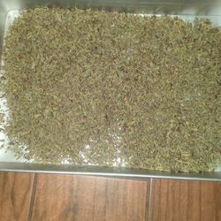 Organic Oregano  / Oregano Organico