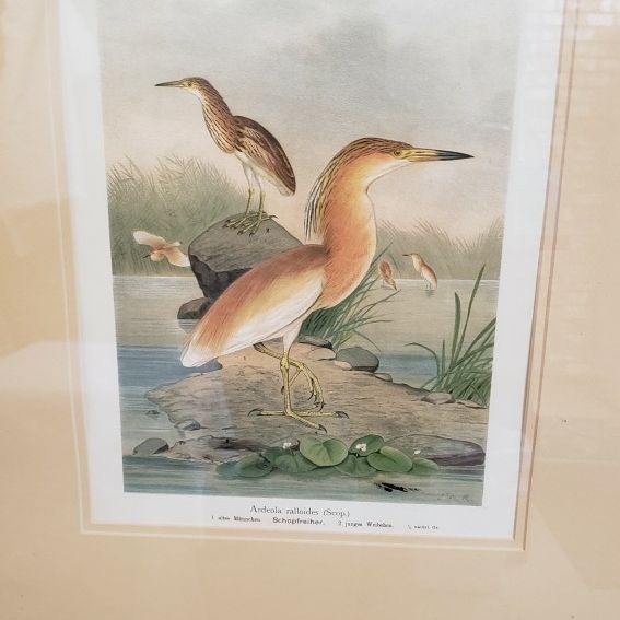 Artwork Waterfowl