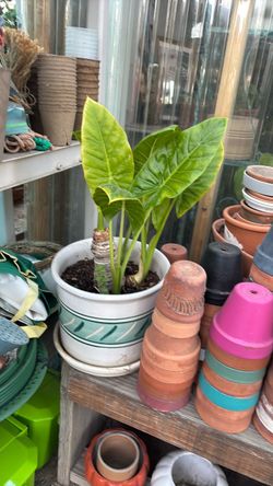 MEDIUM ELEPHANT EARS