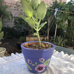 Mother of Thousands Plant in a painted pot