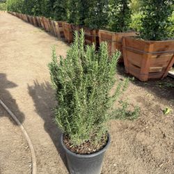 Rosemary “Tuscan blue”