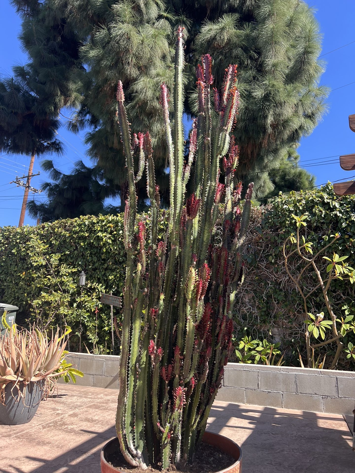 Cathedral Succulent