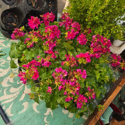 Geraniums $4 each today
