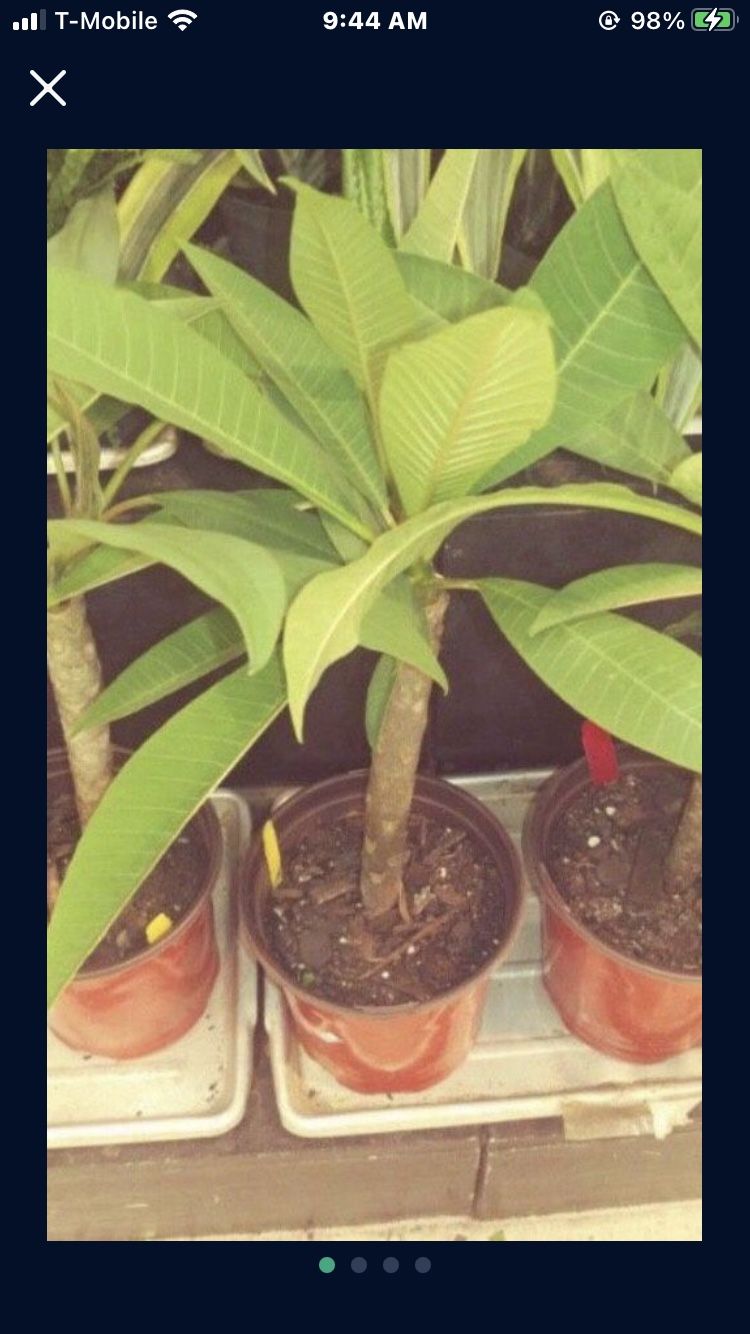  Plumeria Plant In  4Gal Pot Assorted Colors