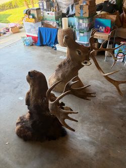 Two Taxidermy (Moose/Deer) Mounts