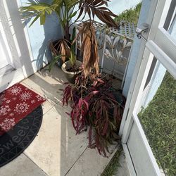 Plants