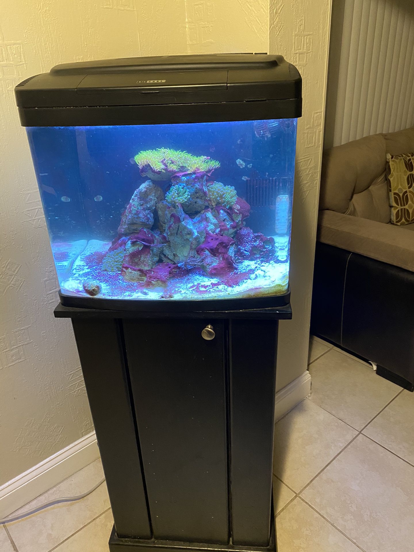 29 Gallon Live Biocube Saltwater Fish Tank
