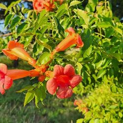 Trumpet Vine Cuttings