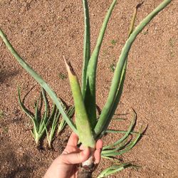 Aloe Vera Plants 