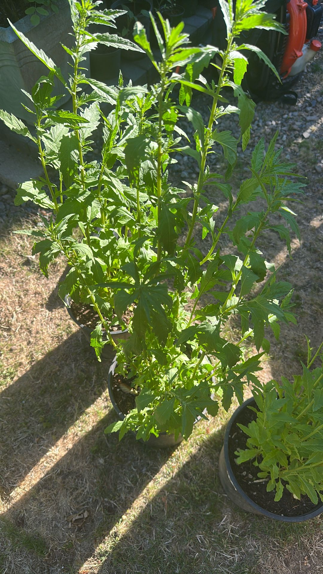Epazote Food Plant