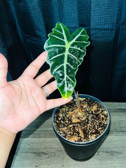 Plant