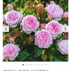 Olivia Rose Plant in 1-gallon pot. Pick Up in Millbrae. Own Root Plant. 