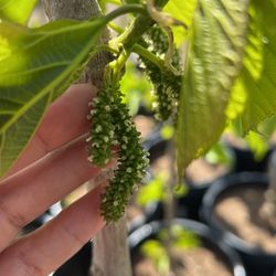 Pakistan Mulberry