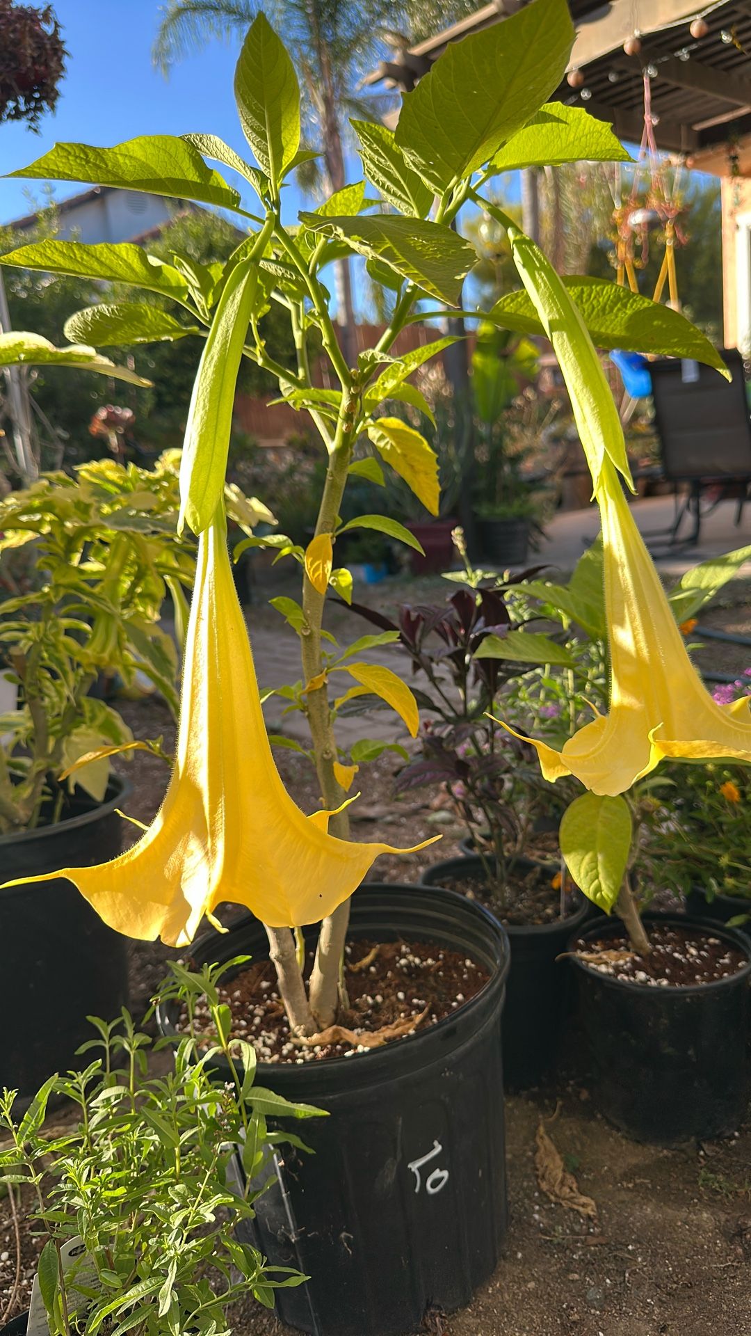 Angel Trumpet With Yellow Flowers In A 5 Gallon Pot
