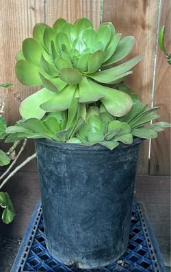 Big Succulent Flower Plant