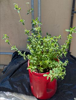 Potted Oregano Herb Plant