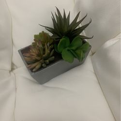 Decor Plants