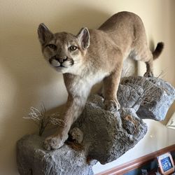 Mountain Lion Taxidermy
