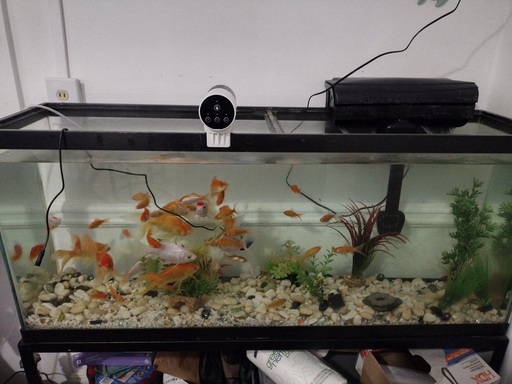 Fish Tank 55 Gallons