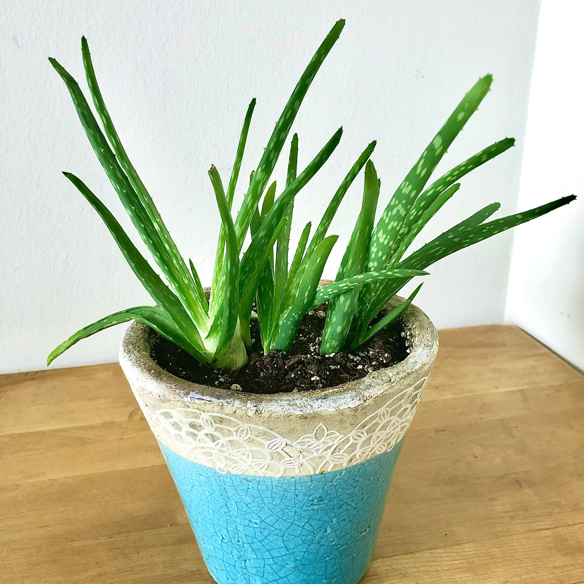 Aloe Vera Succulent - Silver Spring (Pick Up Only)