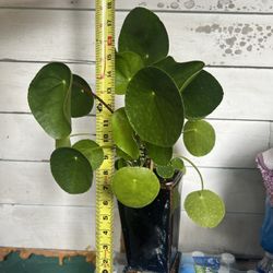Chinese Money Plant 