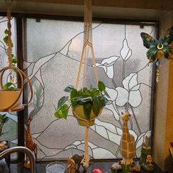 Lovely Heartleaf Philodendron In  Macrame Hanging  And 7in Ceramic Pot 