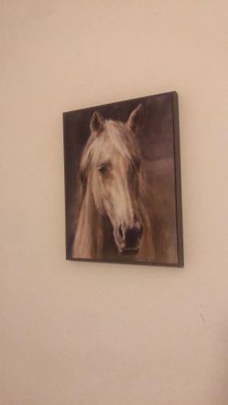Horse Picture