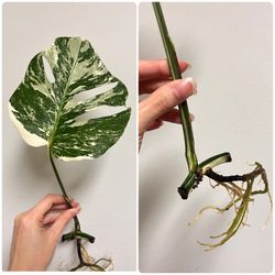 Monstera Albo Variegata – Bundle of 3 Rooted Cuttings