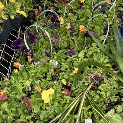 lots Of Flowers For Sale 