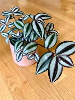Tradescantia house plant In ceramic pot