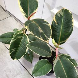 🌿Healthy Live Air Purifying Houseplant Variegated Rubber Plant 12"Tall In Pot 4" ~ Easy To Grow 