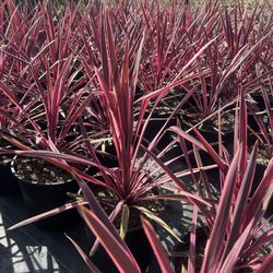 Pink Cordyline 