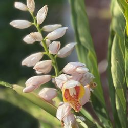 Shell Ginger Plant 