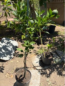 Grafted Sumo