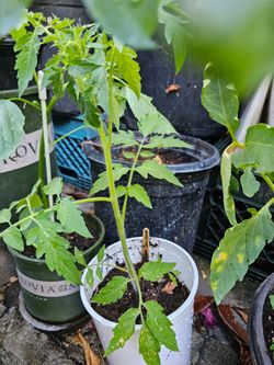 Tomato plant. Cream Sausage