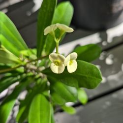 White Crown Of Thorn Plants