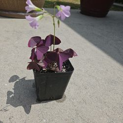 Purple Exotic Plant